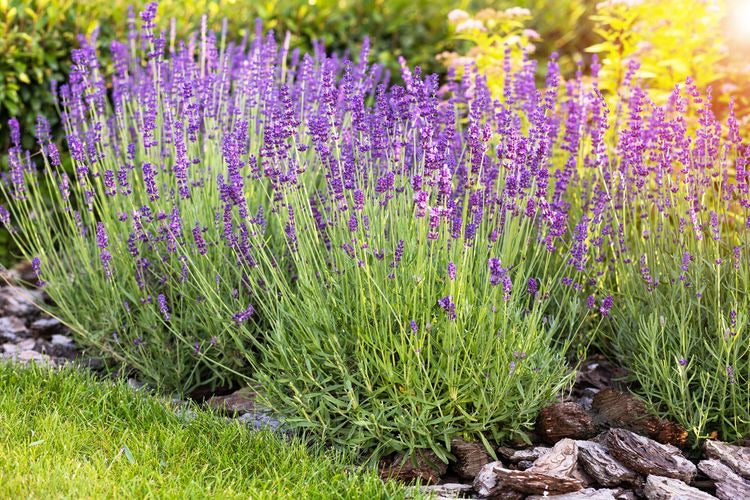 A patch of lavender plants with wood chip mulch bordering a lawn.