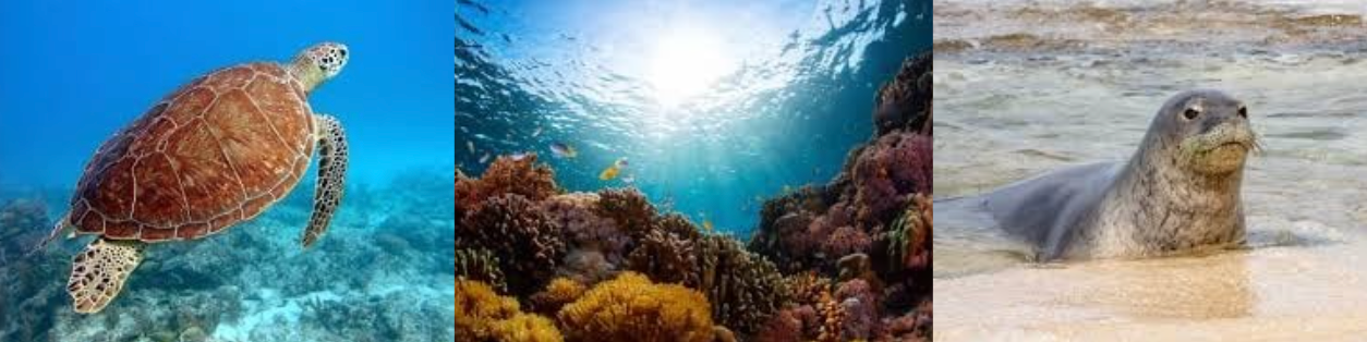 Three-panel image showcasing Hawaiian marine life and ecosystems. Left: A green sea turtle swims gracefully over a coral reef. Center: Vibrant coral reef scene with sunbeams filtering through the ocean surface. Right: A Hawaiian monk seal rests near the shoreline, partially submerged in shallow water.
